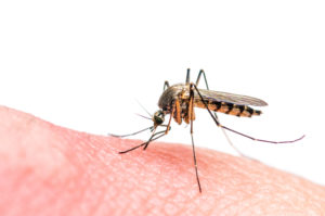 The Zika virus is extremely contagious, and is largely spread through mosquito bites. Photo from Shutterstock. 