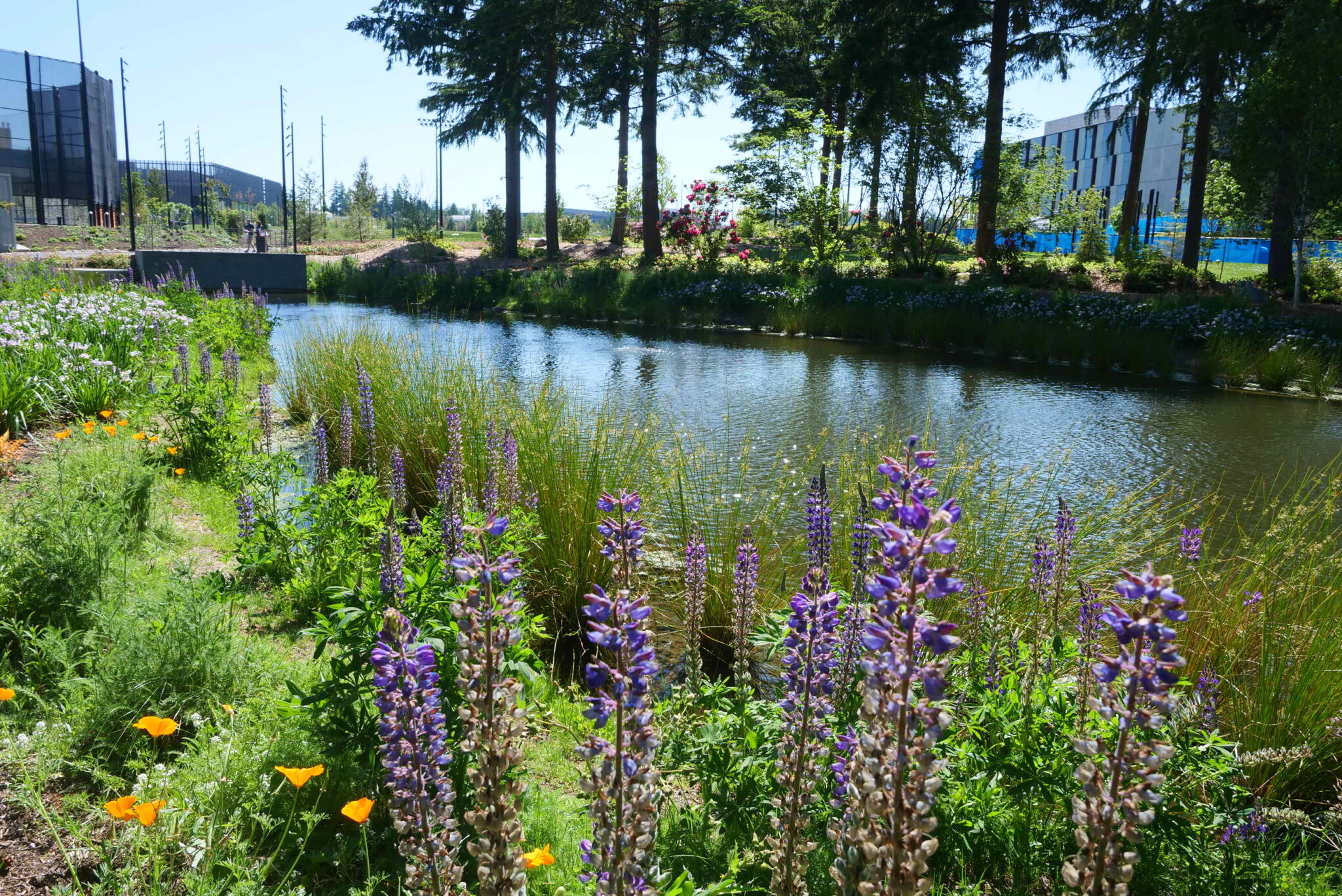 Rebooting Redmond: Microsoft’s new campus reflects ongoing ...