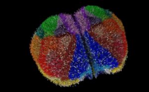 Color-coded representation of mouse cortex