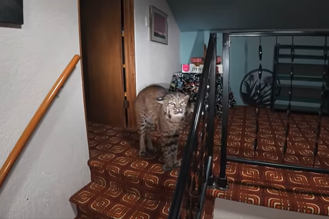 Cat burglar caught on drone video: Police use  unmanned aircraft to track bobcat inside home
