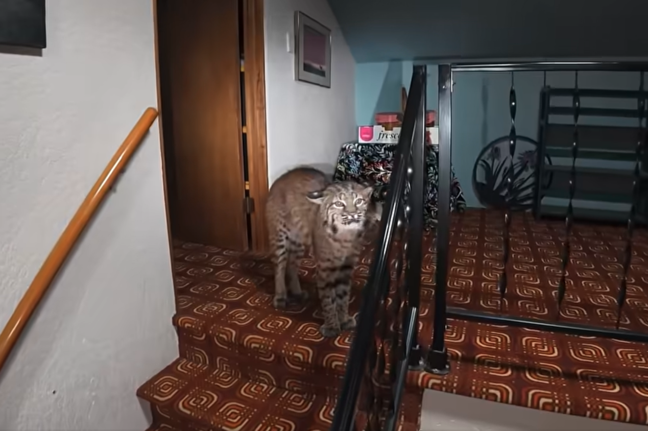 Cat burglar caught on drone video: Police use  unmanned aircraft to track bobcat inside home